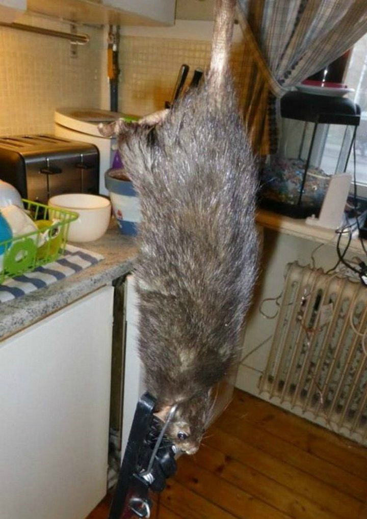 男子家里屡进老鼠,无奈布置陷阱,竟然抓出4神龟的师傅