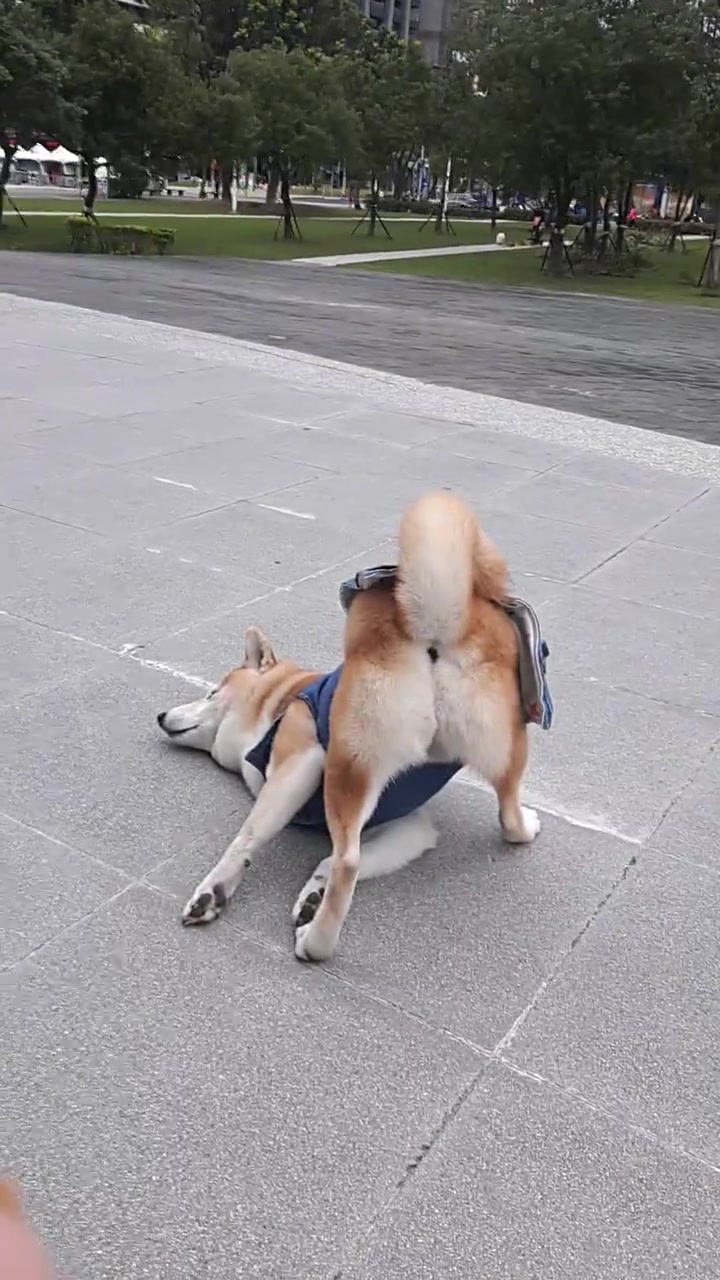 柴犬犯懒撅屁股趴地上耍赖,铲屎官简直没脸见人