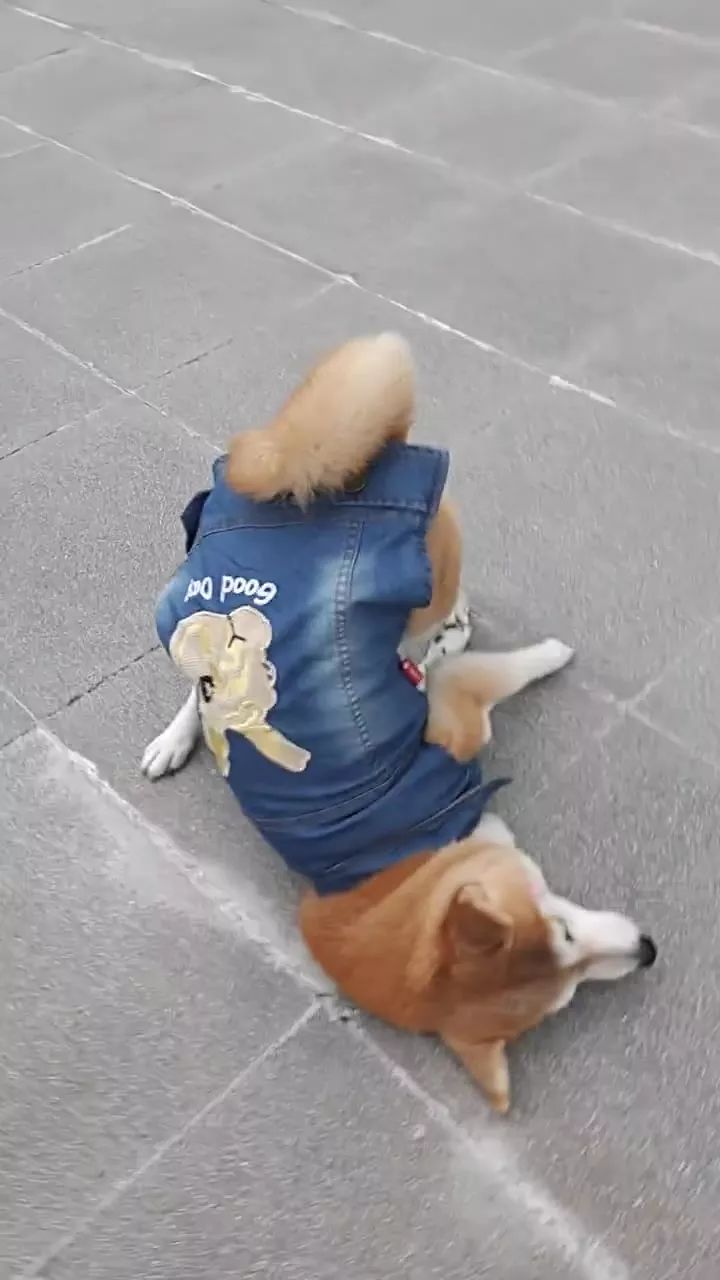 柴犬犯懒撅屁股趴地上耍赖,铲屎官简直没脸见人