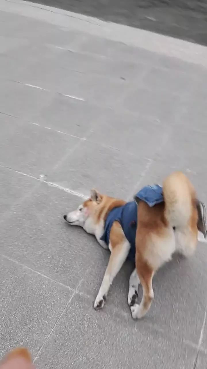 柴犬犯懒撅屁股趴地上耍赖,铲屎官简直没脸见人