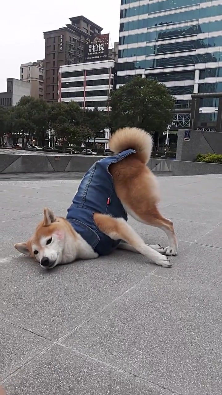 柴犬犯懒撅屁股趴地上耍赖,铲屎官简直没脸见人