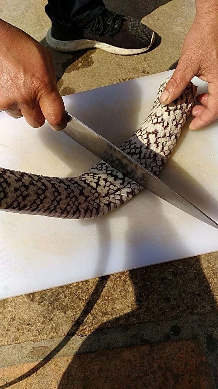 今天有口福,抓蛇现杀,准备吃蛇宴!_新浪看点