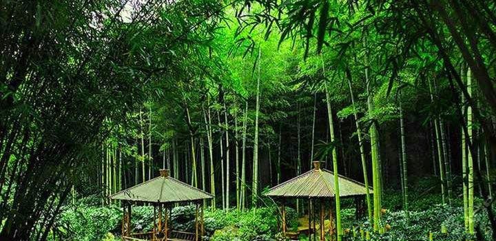 湖州·安吉是中国大竹海,章子怡和周润发曾经战斗过的地方|章子怡|周润发|竹海_新浪新闻