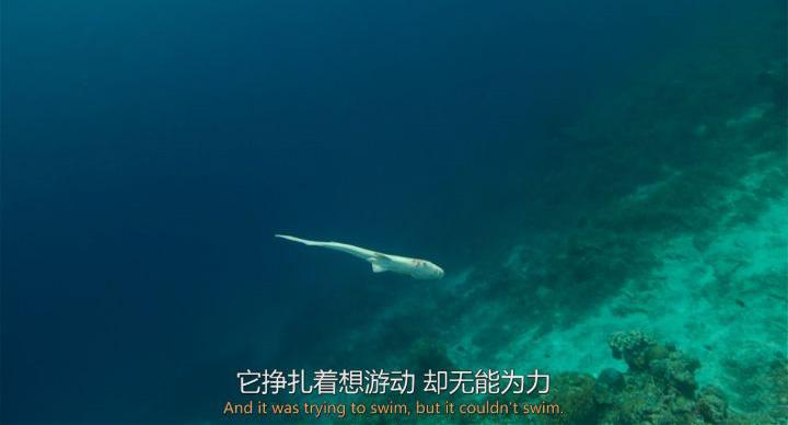 鲨鱼被割掉鱼翅后, 就像石头一样慢慢沉落海底!