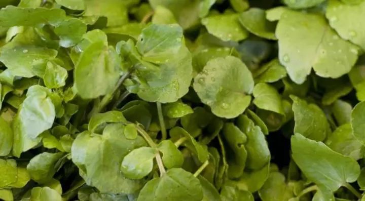 农村水边湿地的这种野菜的学名很少人知道,大家都叫它西洋菜!