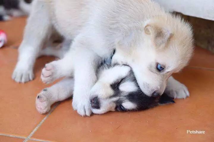 发一波超萌哈士奇小奶狗,给大家吸一吸,收好了!