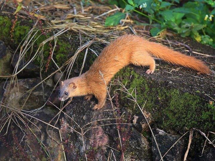 黄鼠狼讨封,给泼皮送野味,泼皮嫌寒酸:真没诚意!