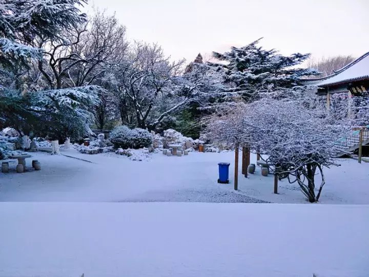 雪后的南山公园,好看极了!