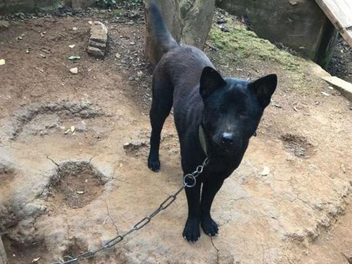 邻居家喂养多年的一只黑色土狗, 有人欲出五千买走却被邻居拒绝