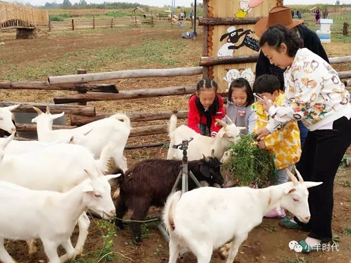 来小羊时代,当一天"羊倌儿"!