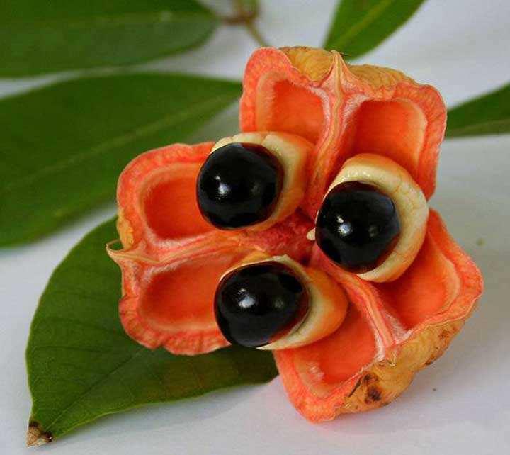 这些奇形怪状的水果你见过吗