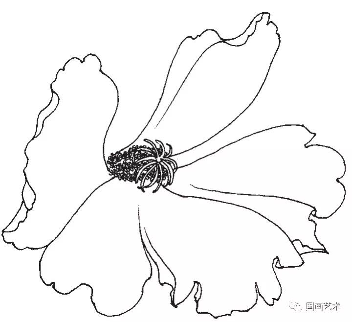 蜀葵花的白描写生步骤详解