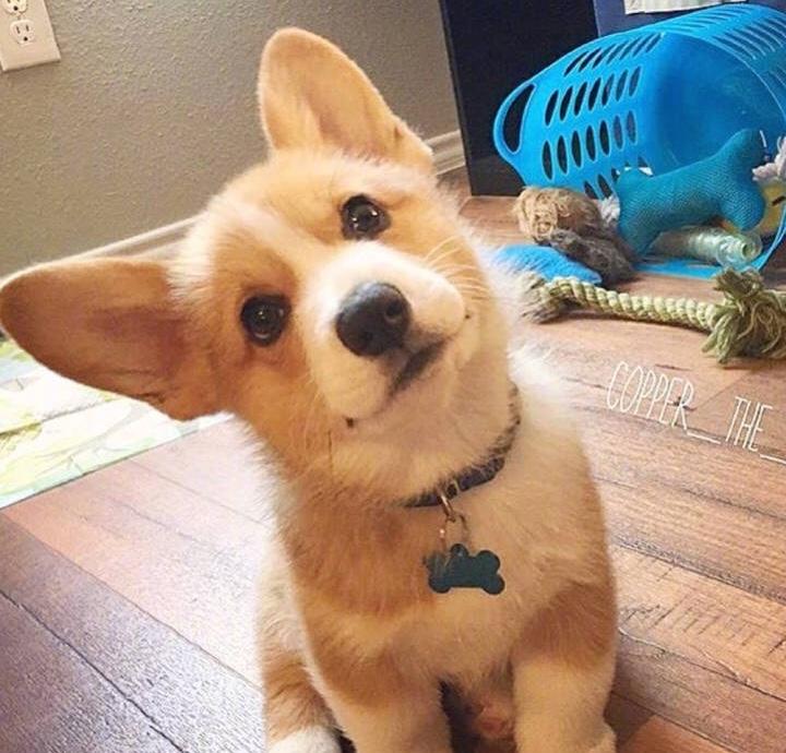 狗年快来吸狗柯基来给给大家拜年了小短腿超可爱哟