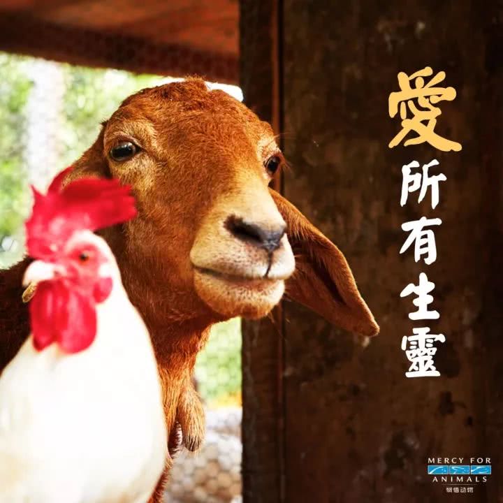 这是中央政府第一次公开表示对农场动物福利的态度