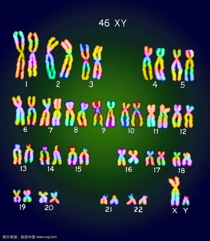 8号染色体异常图片