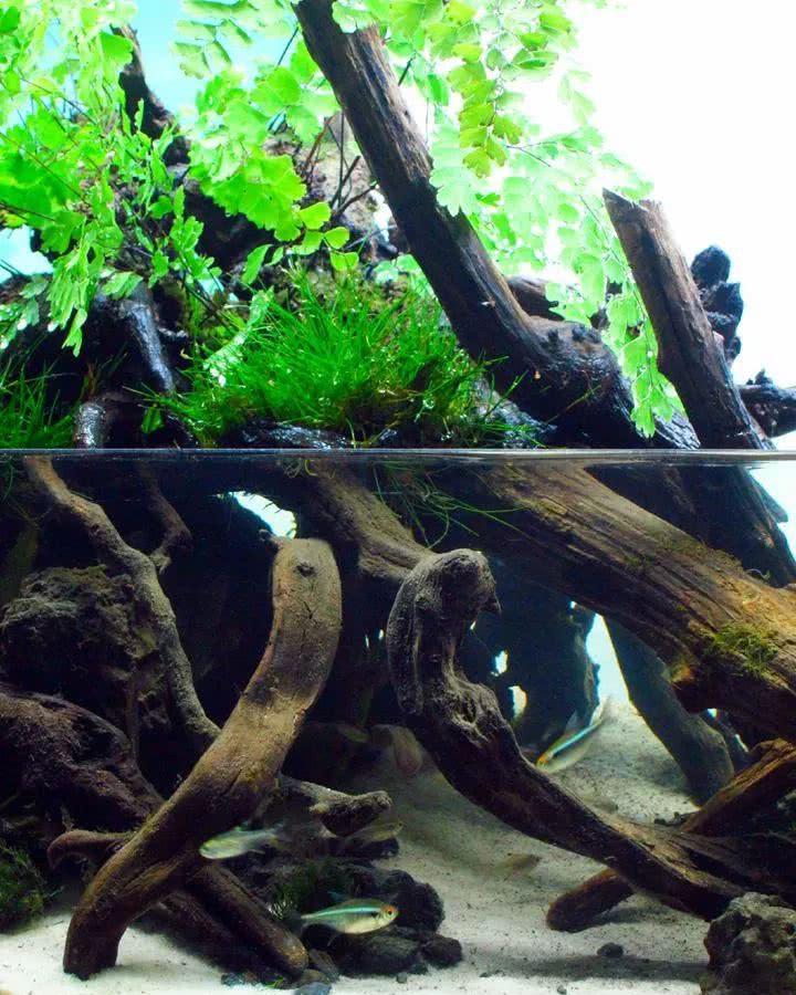 国外超矮水陆造景草缸欣赏|水草缸|沉木|石块_新浪新闻