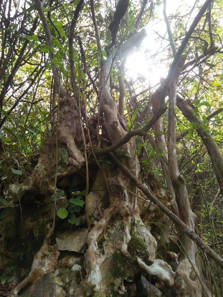 黄羊头上山放羊偶遇千余斤重的野生痒痒树依依不舍地离开了