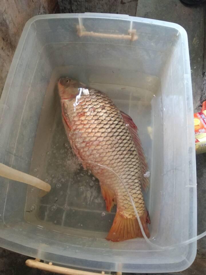 真难过, 钓到了"大头鲤", 不识货的我当普通鲤鱼给吃了, 市场上卖几百