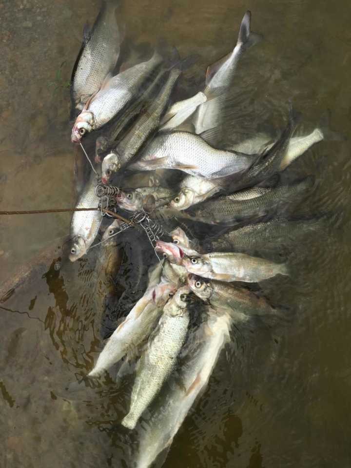 这种银色的鱼真的好多呀.