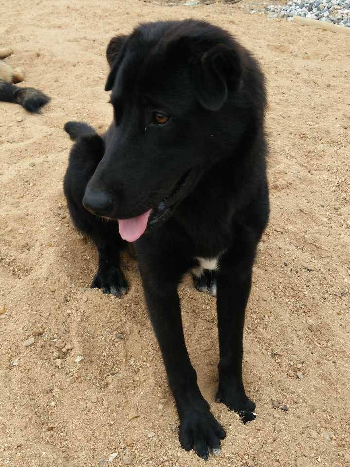 抗战时期,日本狼青异常凶猛,却被我国"笨狗"完全制服