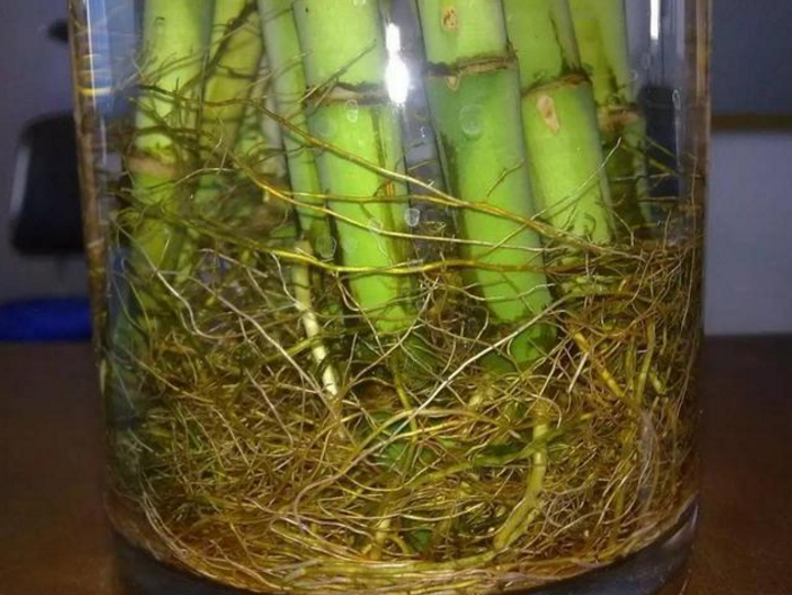 放置3天后使用,因为自来水含有氟氯化合物,会对植物生根产生抑制作用