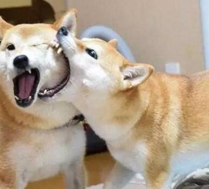 两只柴犬前一秒还在亲热,下一秒开始仇杀,主人看得一脸茫然!