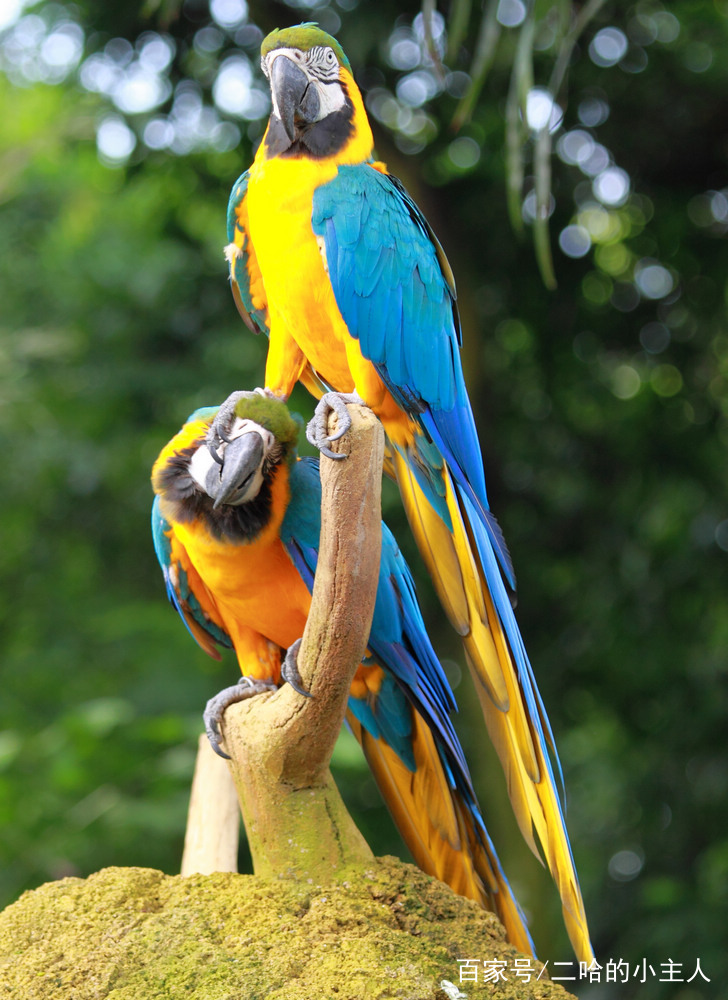 八哥鸟拉肚子怎么办 拉稀的原因有很多