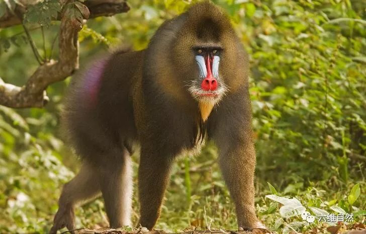 山魈凭借一张奇怪脸庞,凶狠起来能吓退狮子花豹等猛兽