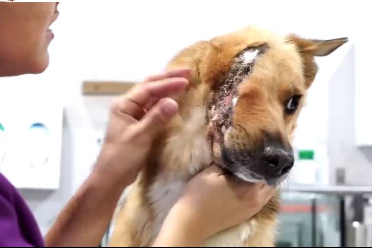 流浪狗被坏人砍掉半边脑袋,好心人救了它,但后面活下来困难重重