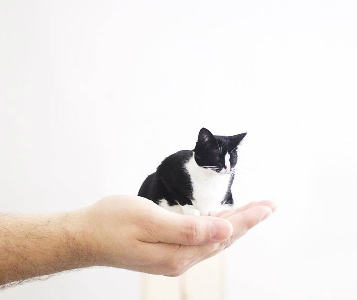 流浪猫摇身一变,成为备受主人宠爱的时尚达猫