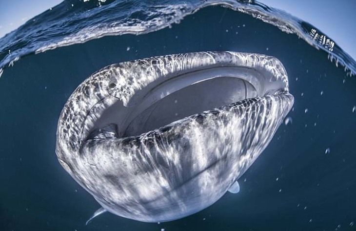 摄影师拍摄到潜藏在游船下面的巨型鲸鲨!