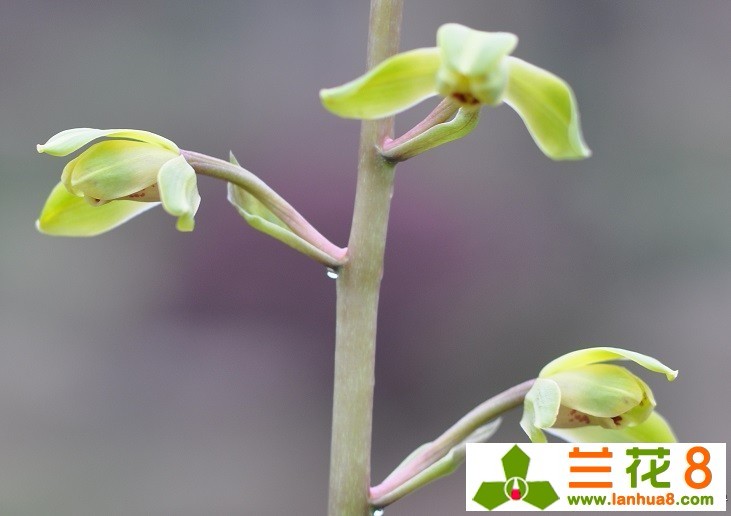 蕙兰桃花仙子风姿绰约
