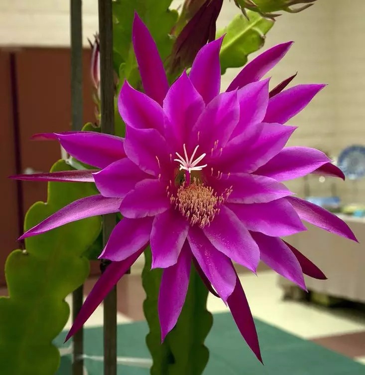 月下美人,昙花盛开的样子原来这么美