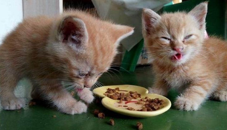 主人换了猫粮后,猫咪吃后的表情,让人怀疑这猫粮是不是假的