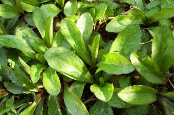 比人参还营养的3种野菜,医生都悄悄的吃|马兰头|荠菜|氨基酸_新浪新闻