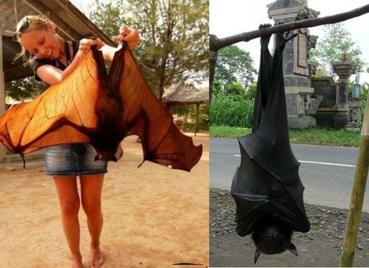 巨型蝙蝠,不过人们已经习以为常居民的家里是动物们最喜欢的地方,简直