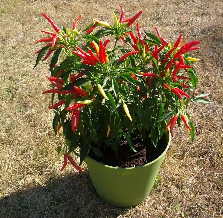 彩椒,也有实用性和观赏性都不错的朝天椒,栽培盆栽辣椒需要较大的容器