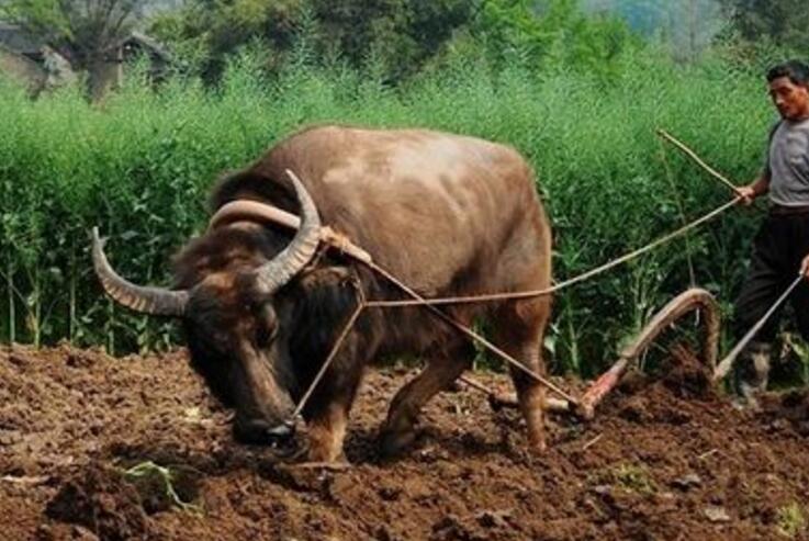 脑筋急转弯什么掌不能拍什么牛不能耕田