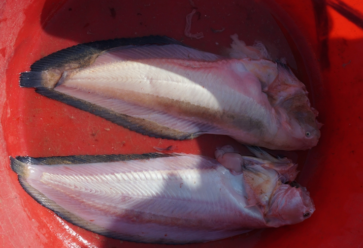 "和尚鱼"便宜了3元一斤,一条给10块钱就卖,你觉得贵吗?