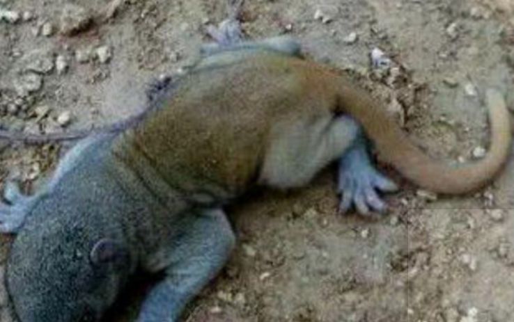 农村小伙水边捡到一只"水鬼",网友:想要命就赶紧跑!