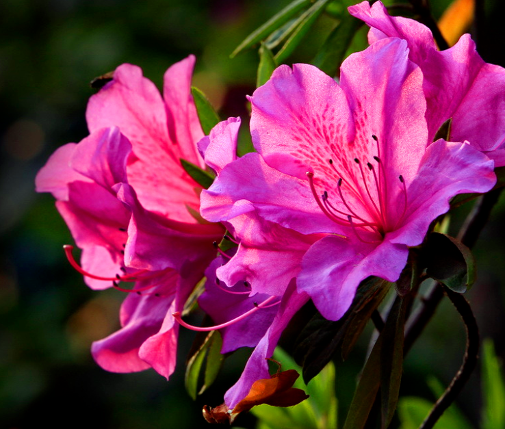 映山红也叫杜鹃花,它花色鲜艳,生命力强