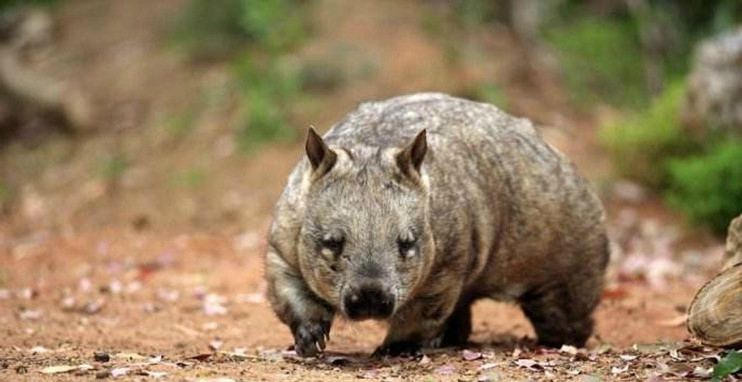 世界上濒临灭绝的10大珍稀动物,数量比大熊猫还稀少