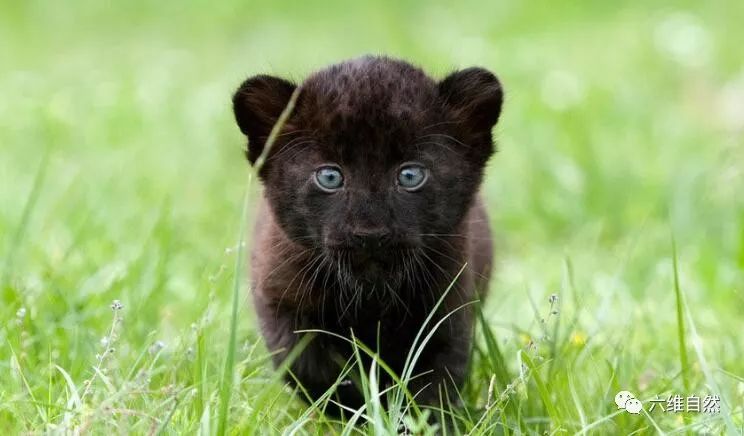 黑豹不仅仅指的是黑美洲豹,亚洲也有黑豹的存在