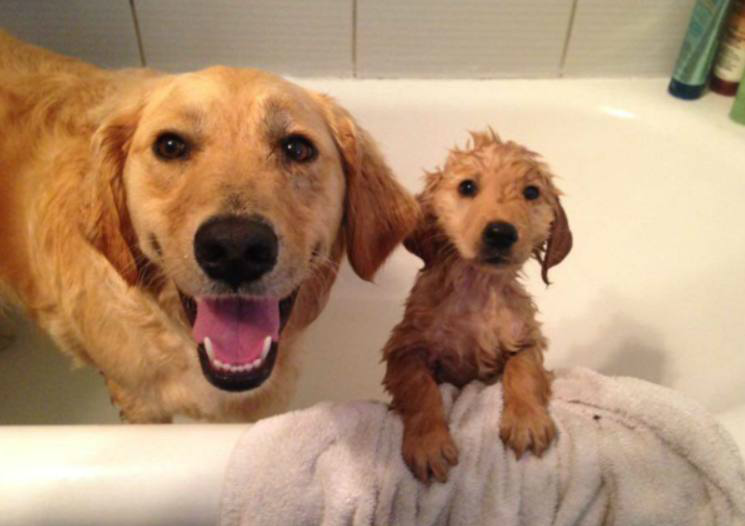 六张搞笑的狗狗囧图二哈日常犯二真的笑死我