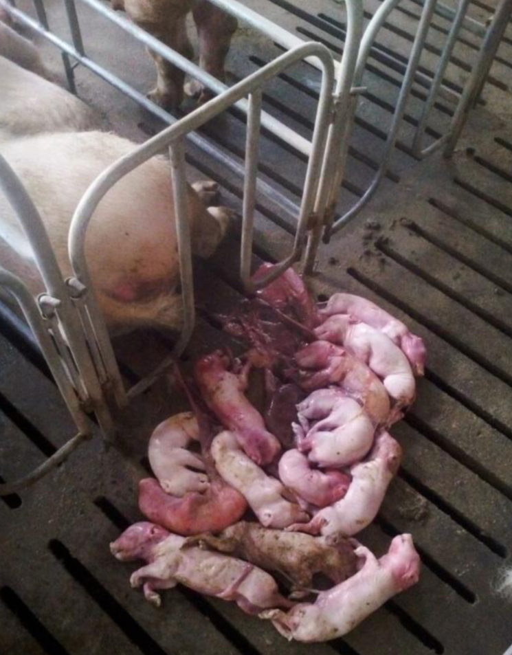 养猪人1招识别10个猪病,老兽医不外传(精华篇二)|仔猪|母猪|答案_新浪