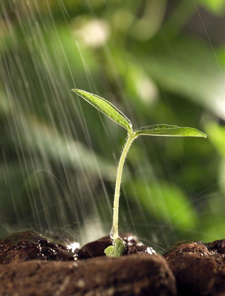 一根芽的吐露,一棵苗的茁壮,一朵花的绽放,一粒籽的归仓