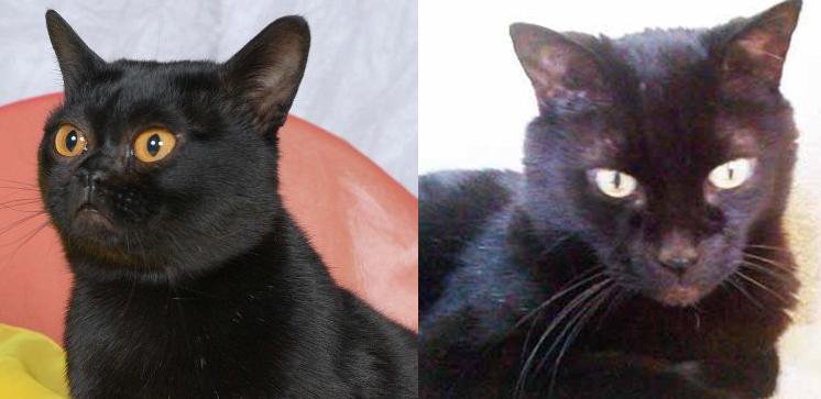 孟买猫详细介绍与中华田园黑猫的区别不要被猫贩子欺骗哦