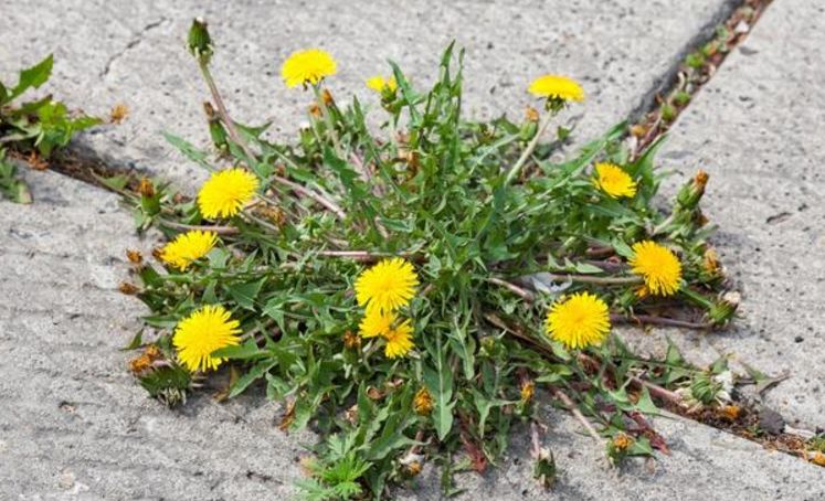 蒲公英同时含有蛋白质,脂肪,碳水化合物,微量元素及维生素等,有丰富的