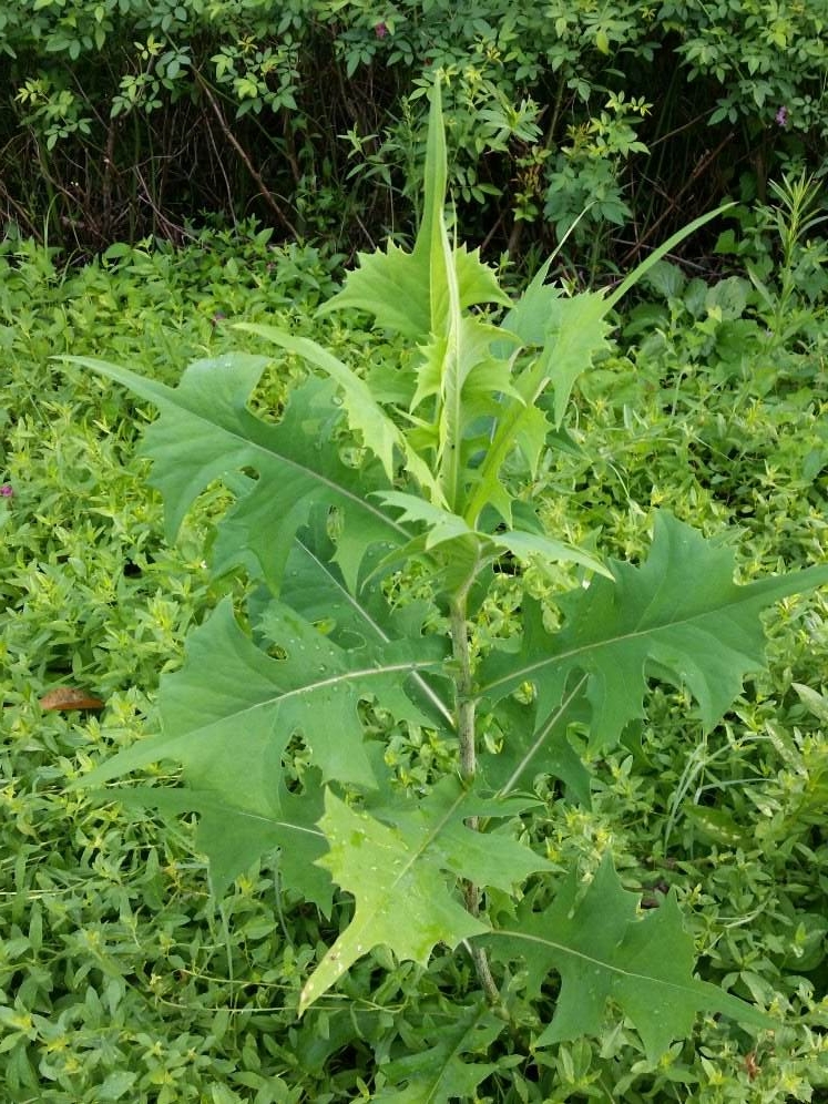 看起来很像刺儿菜,不过这种野菜并不是刺儿菜,而是叫做"山莴苣"