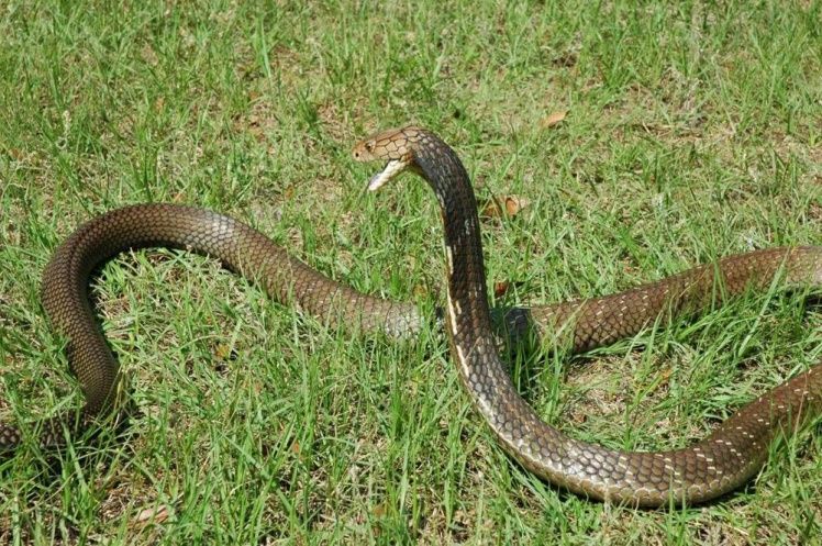 过山风,你就像过山车上的龙卷风|眼镜王蛇|山风|龙卷风_新浪新闻